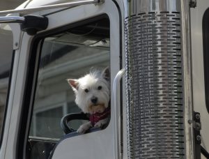 image of small white dog sticking head out of truck window