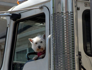 Image of small white dog sticking head out truck window